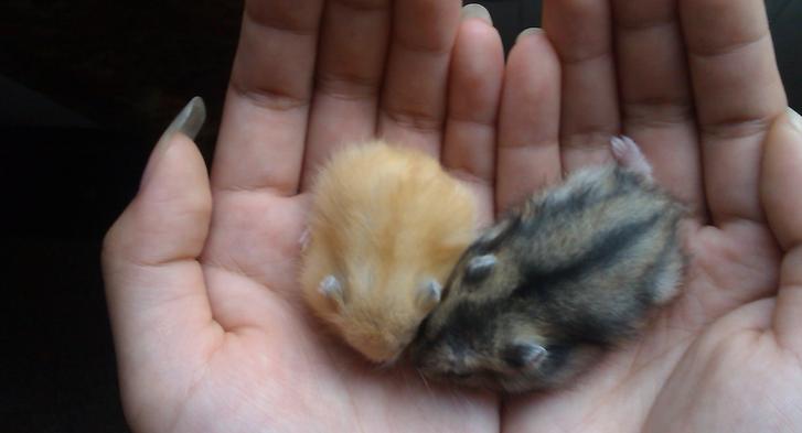 养仓鼠防止仓鼠生病,怎么照顾仓鼠仓鼠要注意哪些