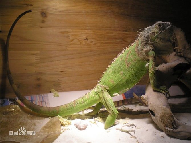 超级可爱的十大萌宠可以在家养,好养又干净的宠物萌宠