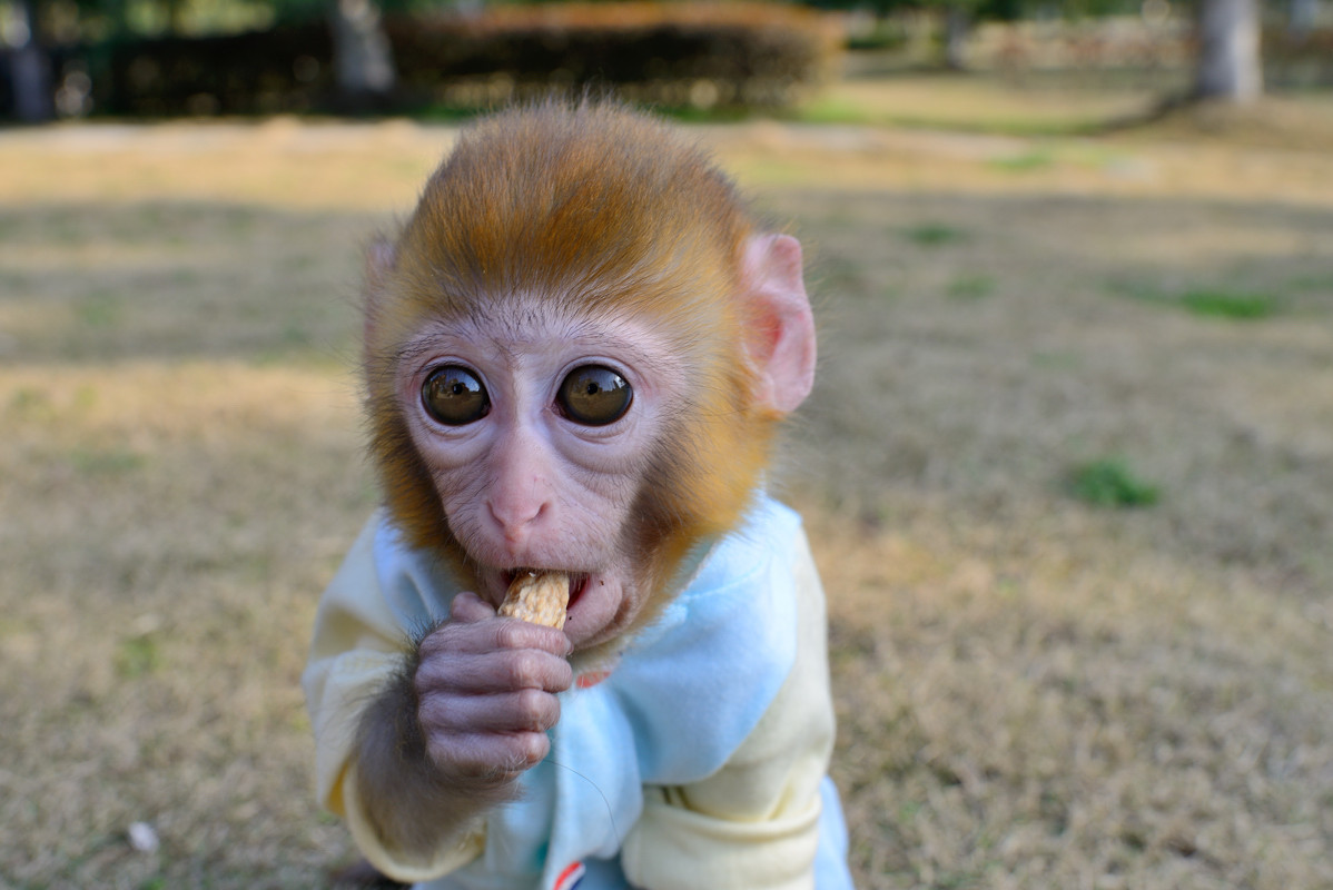 超级可爱的十大萌宠可以在家养,好养又干净的宠物萌宠