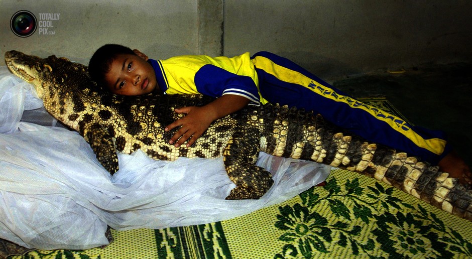 超级可爱的十大萌宠可以在家养,好养又干净的宠物萌宠