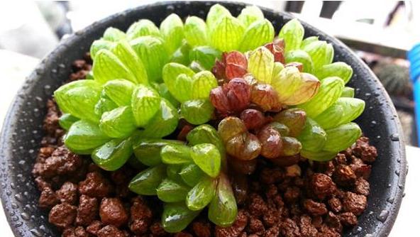 冰灯玉露防辐射彩色多肉植物,多肉植物冰灯玉露好养殖吗