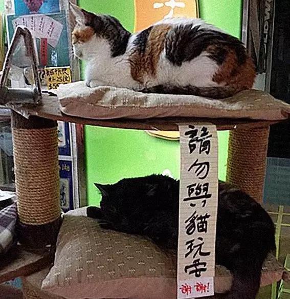 物道丨这家书店，养了33年的猫