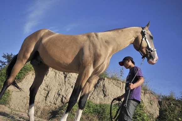 最珍稀的汗血宝马,世界上现存的汗血宝马的现状
