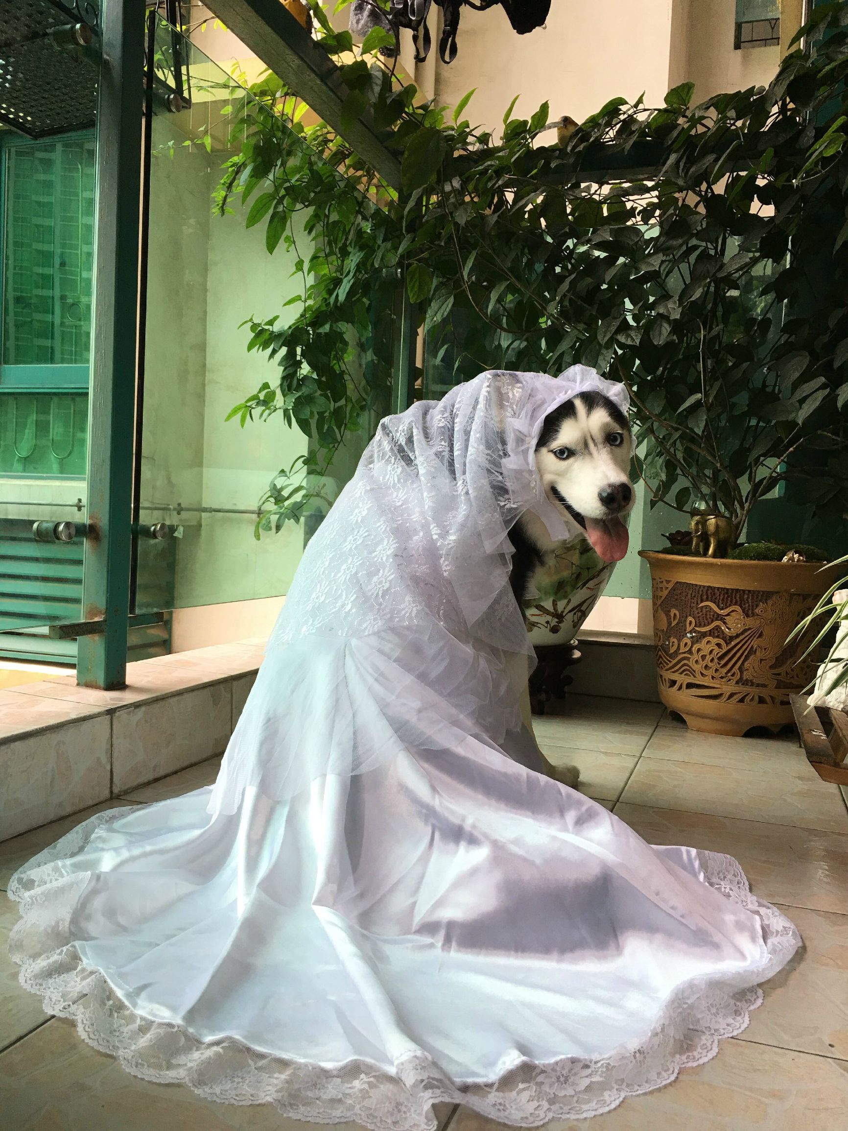 瀵逛笉璧蜂簩鍝堢殑鐪肩,瀵逛笉璧锋垜鐖变綘浜屽搱