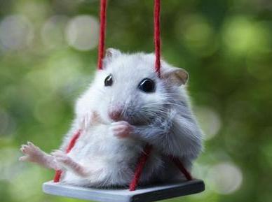 养仓鼠防止仓鼠生病,怎么照顾仓鼠仓鼠要注意哪些