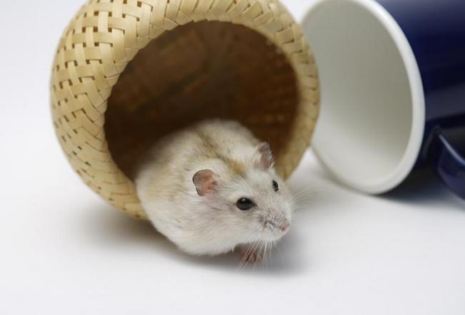 养仓鼠防止仓鼠生病,怎么照顾仓鼠仓鼠要注意哪些