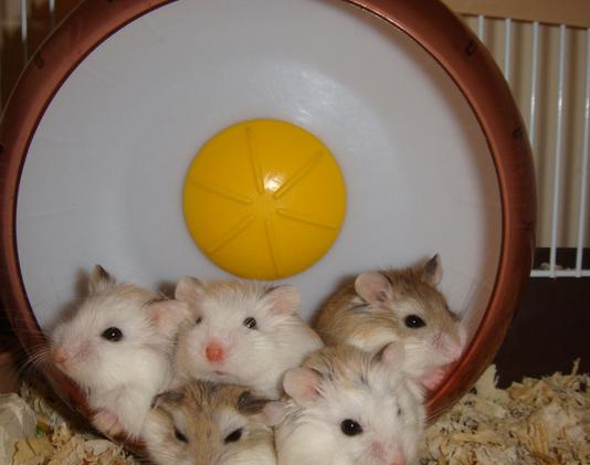 养仓鼠防止仓鼠生病,怎么照顾仓鼠仓鼠要注意哪些