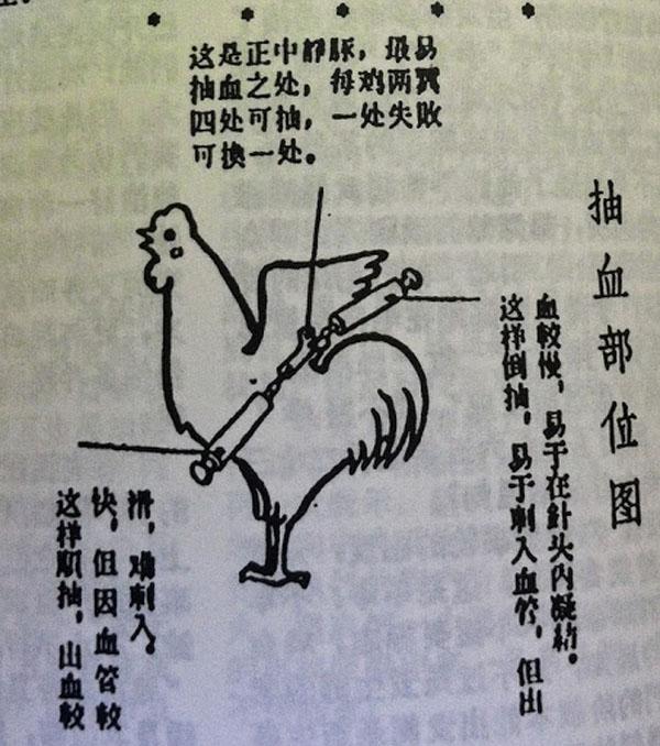 打鸡血的历史背景,打鸡血文化