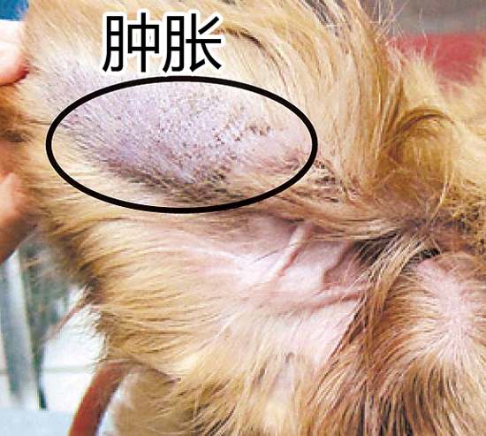 狗狗清理耳道的正确方法,怎么帮狗狗清理口腔