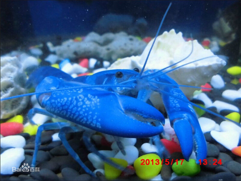 超级可爱的十大萌宠可以在家养,好养又干净的宠物萌宠