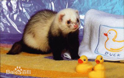 超级可爱的十大萌宠可以在家养,好养又干净的宠物萌宠