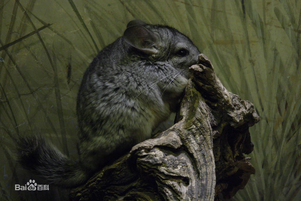 超级可爱的十大萌宠可以在家养,好养又干净的宠物萌宠