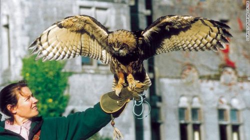 超级可爱的十大萌宠可以在家养,好养又干净的宠物萌宠