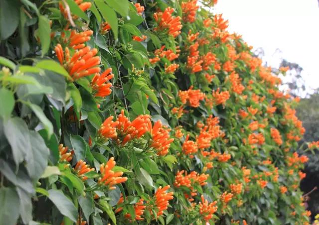 明珠楼白云山风景,白云山明珠楼