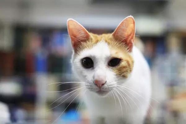 物道丨这家书店，养了33年的猫