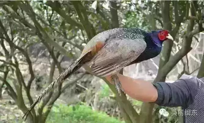 包吃住宁德农家乐地址,宁德古田翠屏湖农家乐