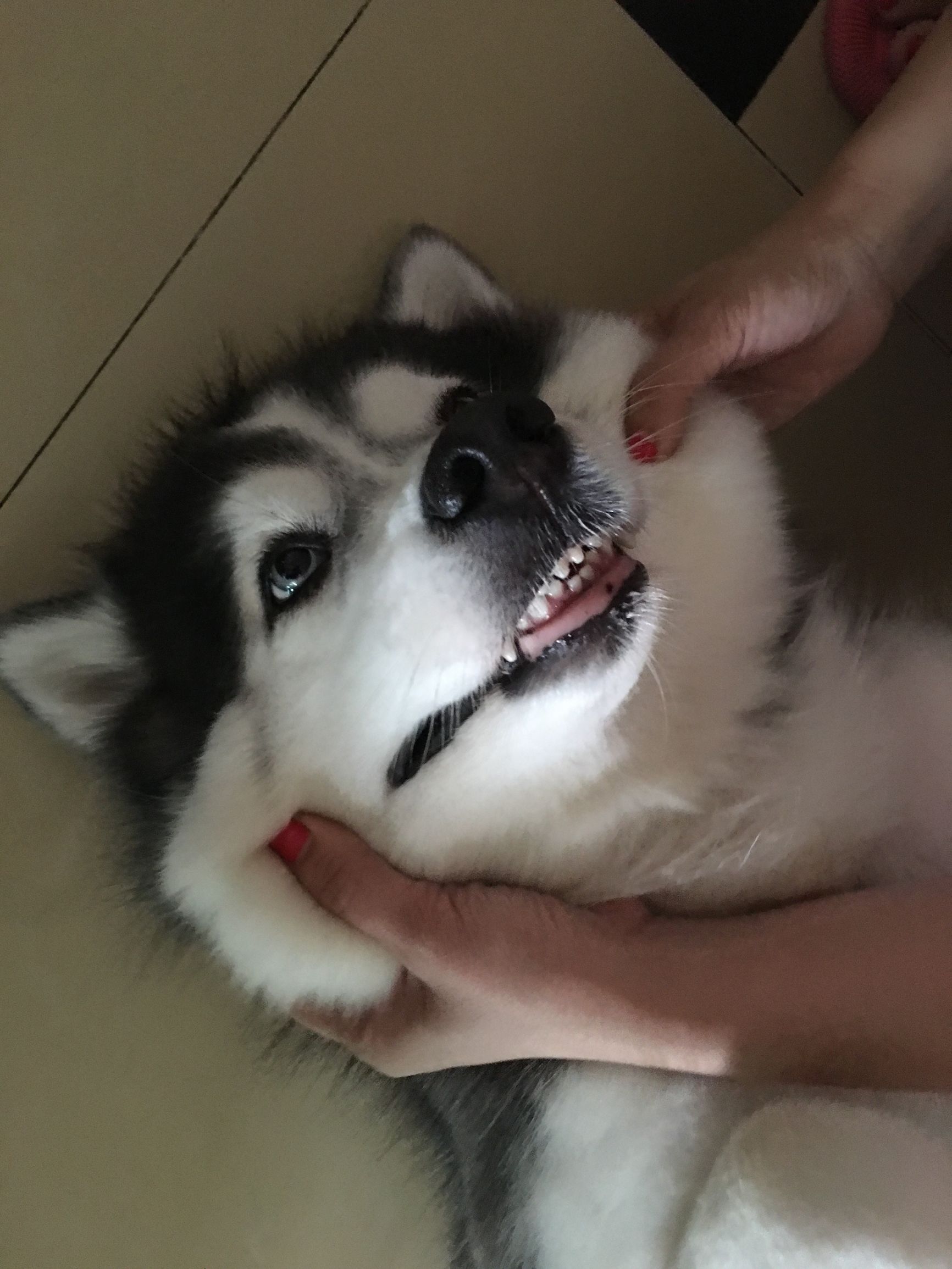 瀵逛笉璧蜂簩鍝堢殑鐪肩,瀵逛笉璧锋垜鐖变綘浜屽搱