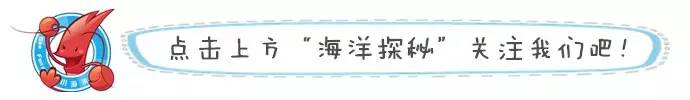 蓝色厨房虾滑蛋汤,元宝虾整箱