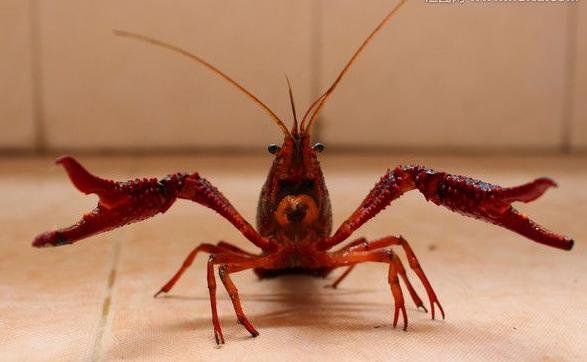 泗洪小龙虾基地在哪,安徽省小龙虾养殖之乡