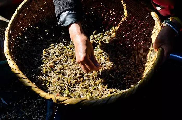 夏天就该去玩,夏天就去丽江旅游