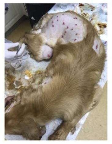 宠物狗能不能上飞机托运,飞机托运狗狗受伤