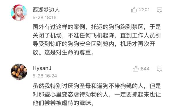 宠物狗能不能上飞机托运,飞机托运狗狗受伤