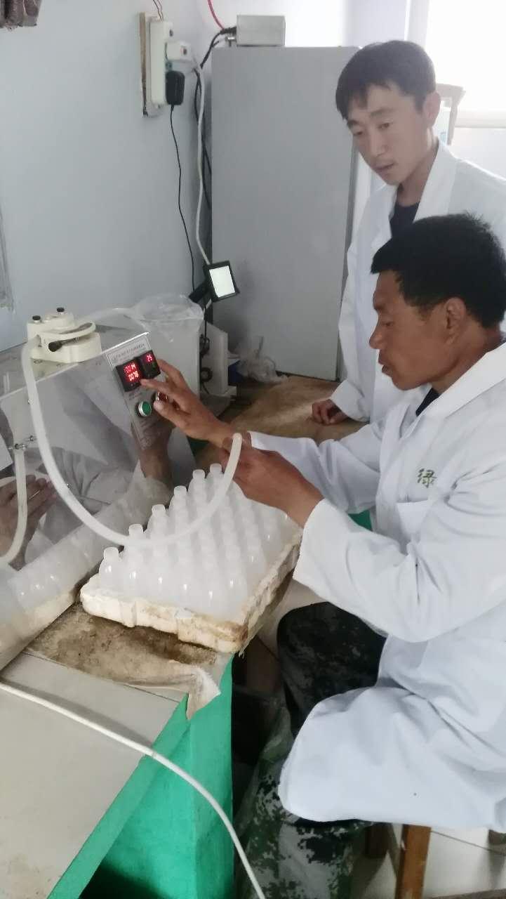 大学生“猪倌”的养猪新理念