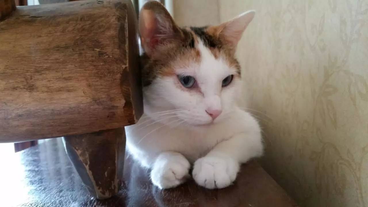 我们和演艺圈最会养猫、码字，知乎最会演戏的段子手聊了聊