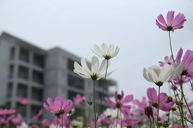 国旅学院的冷餐会不错噢学生证补办流程你都知道？心仪的课程抢到了嘛？周知师大与你一起（5.28—6.2）
