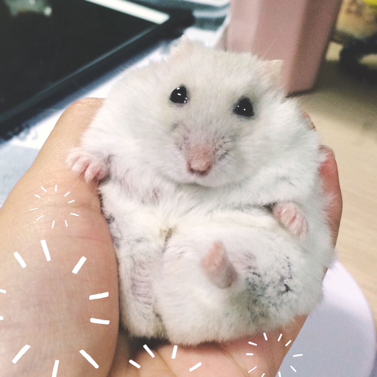 宠物仓鼠为什么不能养,仓鼠身上有什么危害人体的细菌