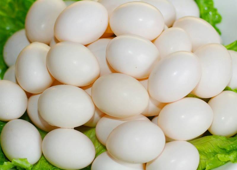 鸡蛋鸭蛋鹅蛋鸽子蛋哪个最有营养,鸡蛋鹅蛋鸽子蛋的营养有什么差别