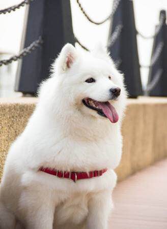 世界十大名犬排行榜第一是哪条狗,世界十大名犬姓名