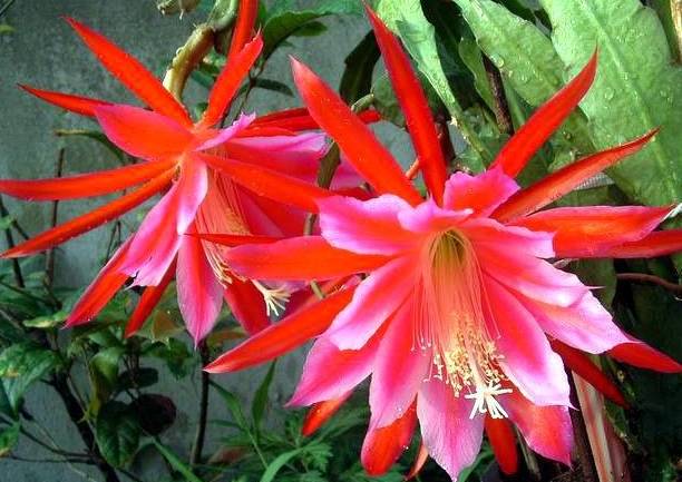 令箭荷花怎么养才能长得粗壮,令箭荷花怎样养才能长得茂盛