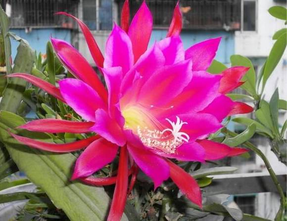 令箭荷花怎么养才能长得粗壮,令箭荷花怎样养才能长得茂盛