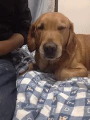 *摸自**，然后就没有然后了，哈哈