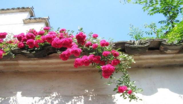 古诗词大会看图猜古诗试题,古诗词大赛题库看图猜诗句