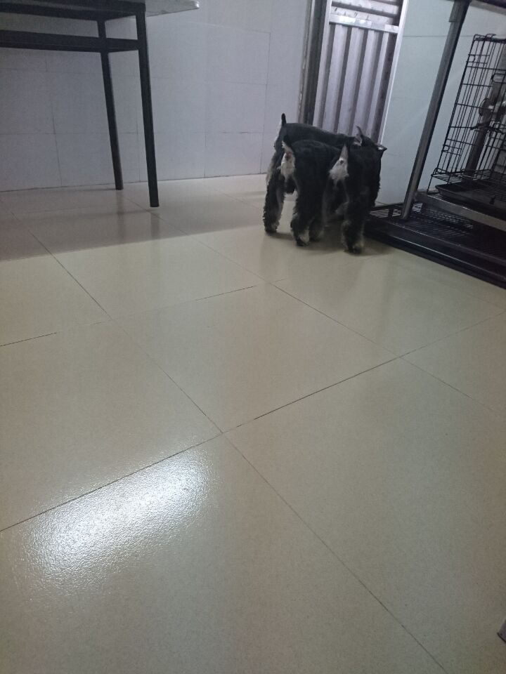 雪纳瑞狗狗最喜欢什么玩具,雪纳瑞狗狗喜欢玩什么玩具呀