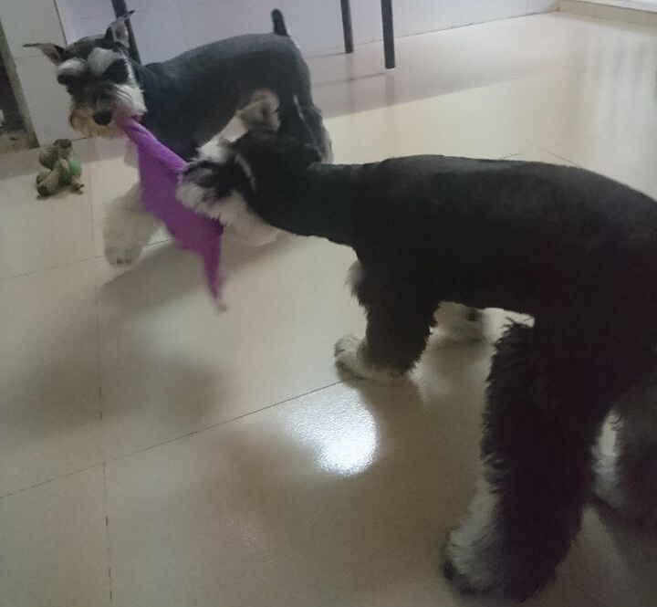 雪纳瑞狗狗最喜欢什么玩具,雪纳瑞狗狗喜欢玩什么玩具呀