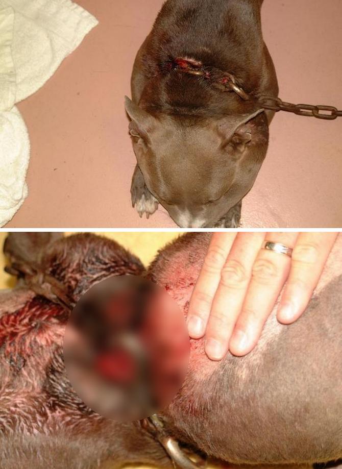 狗狗嘴肿的跟包子一样,狗狗一边脸被蜜蜂叮肿的照片