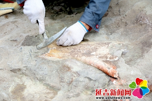 恐龙挖掘现场直播,恐龙化石发掘现场直播