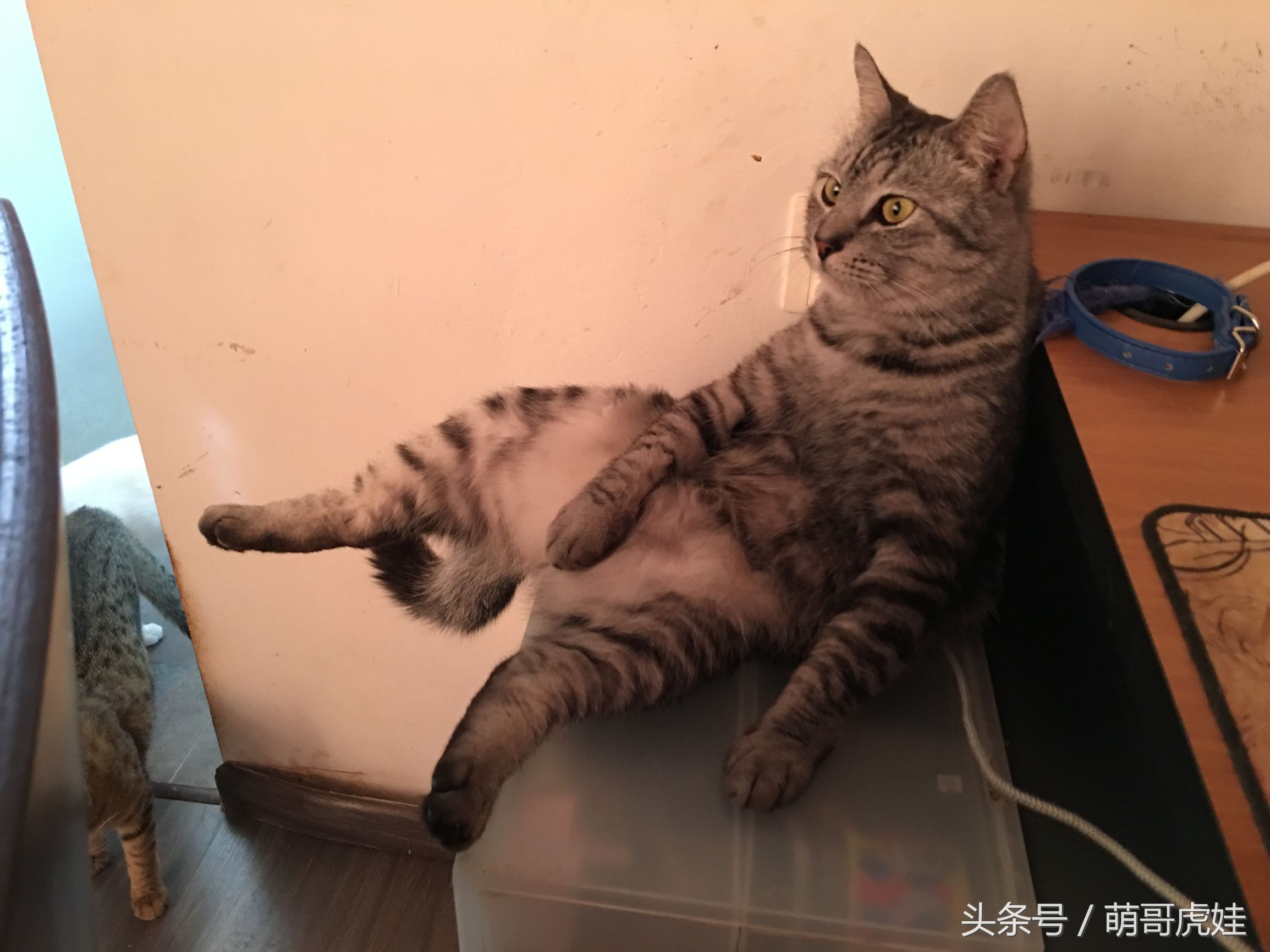 家里的喵星人割了蛋蛋后总是用手挡，小猫：我挡住的是蛋蛋的忧伤