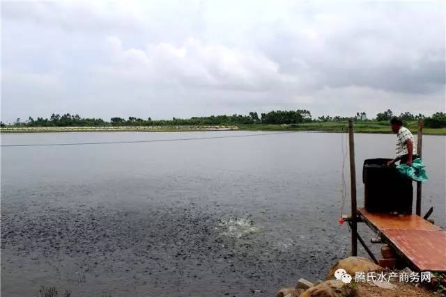 低成本养殖罗非,罗非养殖放养密度