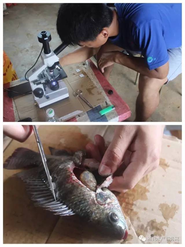 低成本养殖罗非,罗非养殖放养密度