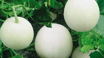 夏天清热解暑的水果,冬季防止上火的十大水果