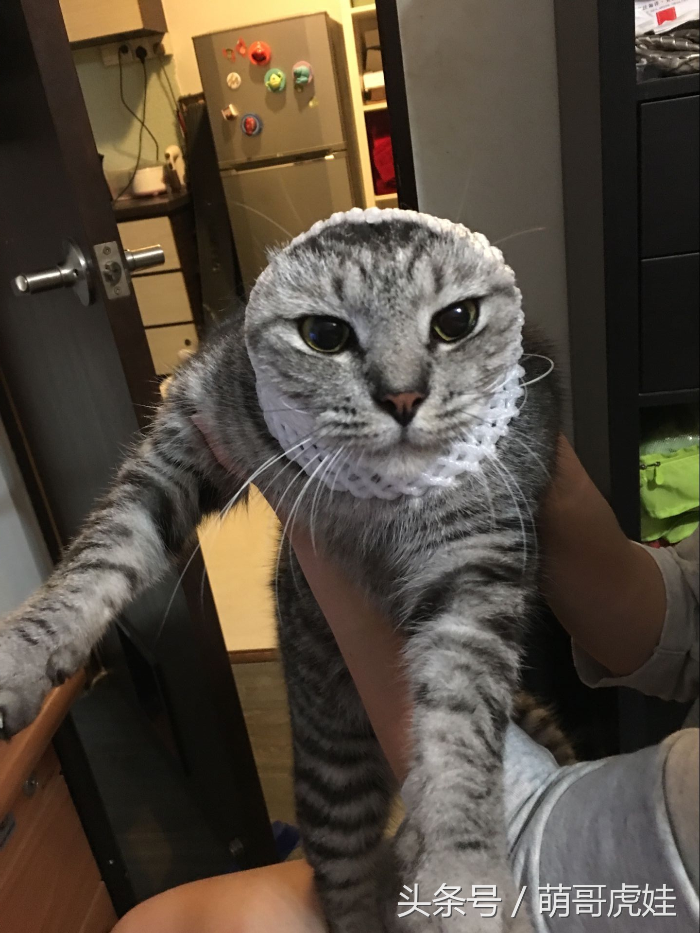 家里的喵星人割了蛋蛋后总是用手挡，小猫：我挡住的是蛋蛋的忧伤