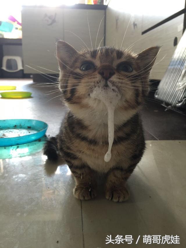 家里的喵星人割了蛋蛋后总是用手挡，小猫：我挡住的是蛋蛋的忧伤