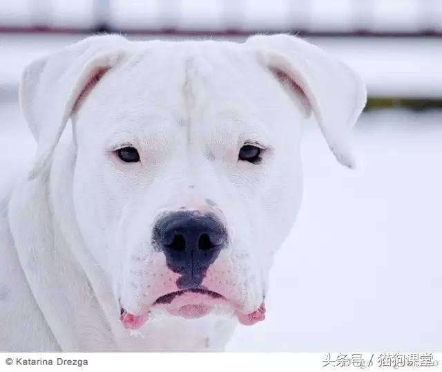 阿根廷杜高犬视频上传,阿根廷杜高犬品相最好