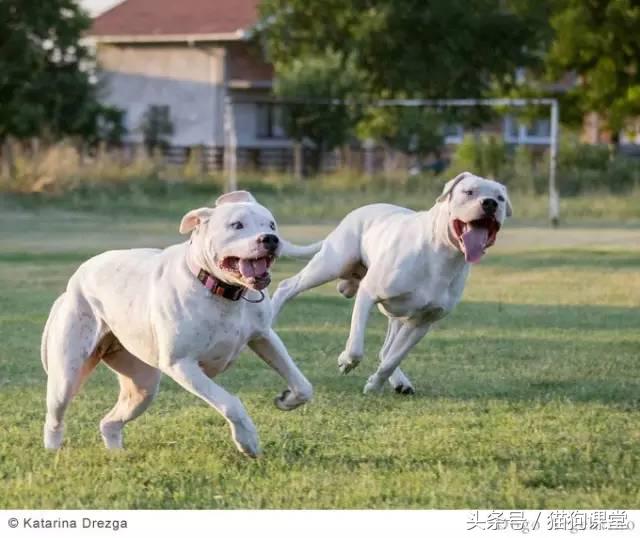 阿根廷杜高犬视频上传,阿根廷杜高犬品相最好