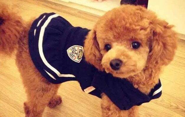 13种常见的宠物狗品种,狗狗价格表又便宜又好养