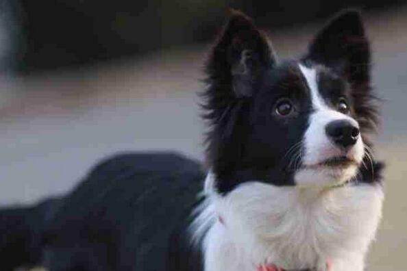 13种常见的宠物狗品种,狗狗价格表又便宜又好养